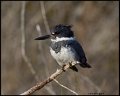 _7SB4750 belted kingfisher